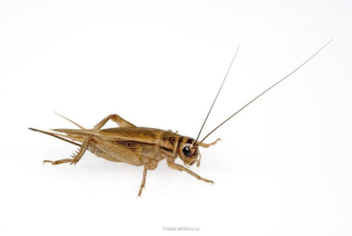 Cvrček domácí (Acheta domesticus)
