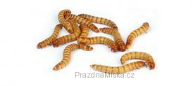 Moučný červ (larva Potemníka moučného)