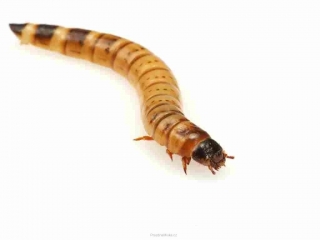 Zophobas Morio 10 ks (larva Potemníka brazilského)