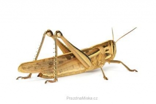 Saranče stěhovavé 10 ks (Locusta Migratoria)